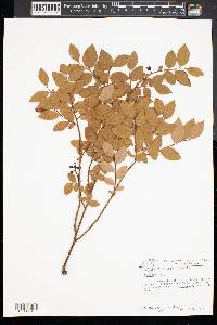 Vaccinium vacillans image