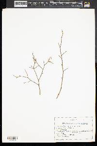 Vaccinium vacillans image