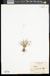 Lachnocaulon anceps image