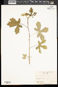 Cnidoscolus urens image