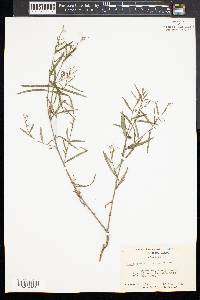Tragia urens image