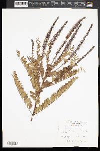 Amorpha canescens image