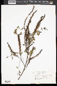 Amorpha canescens image