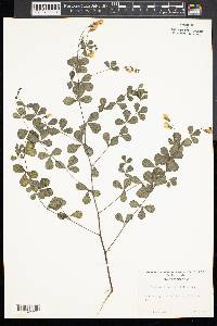 Baptisia tinctoria image