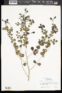 Baptisia tinctoria image