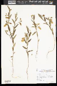 Crotalaria sagittalis image