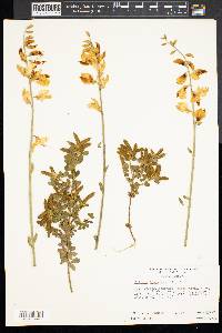 Cytisus scoparius image