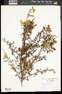 Cytisus scoparius image