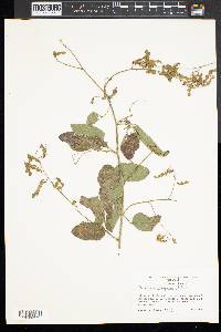 Desmodium perplexum image