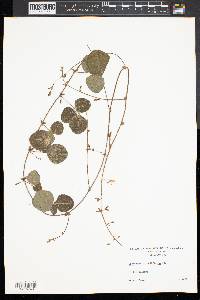 Desmodium rotundifolium image