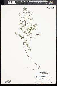 Indigofera caroliniana image