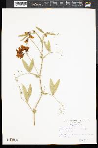 Lathyrus latifolius image