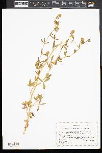 Lespedeza angustifolia image