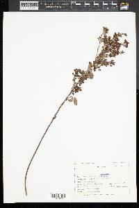 Lespedeza frutescens image