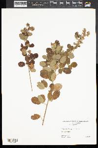 Lespedeza hirta image