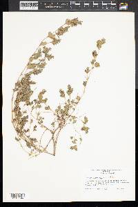 Lespedeza repens image