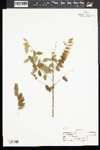 Sophora japonica image