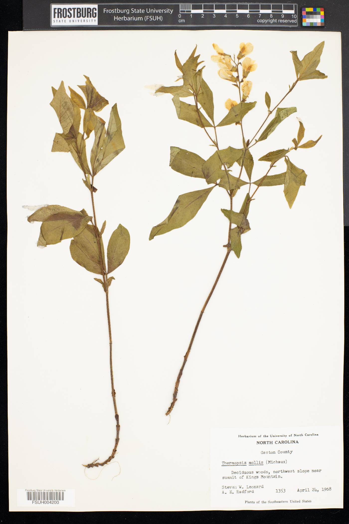 Thermopsis mollis image