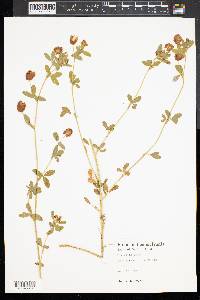 Trifolium aureum image