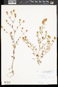 Trifolium arvense image