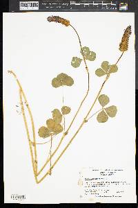 Trifolium hybridum image