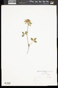 Trifolium hybridum image