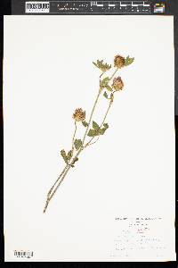 Trifolium hybridum image