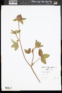 Trifolium hybridum image