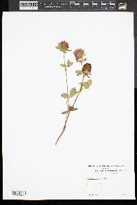 Trifolium hybridum image