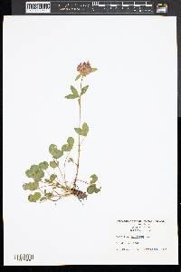 Trifolium hybridum image