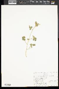 Trifolium dubium image