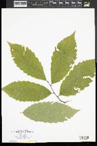 Castanea dentata image