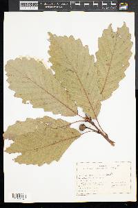 Quercus bicolor image