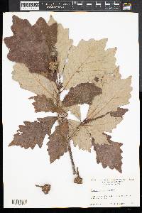 Quercus bicolor image