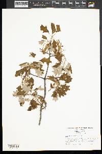 Quercus ilicifolia image