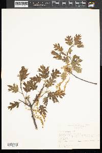 Quercus kelloggii image