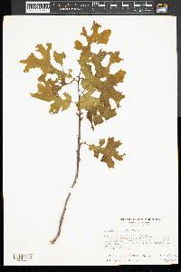 Quercus kelloggii image