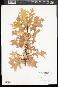 Quercus palustris image