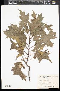 Quercus palustris image