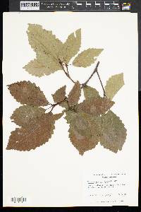 Quercus prinoides image