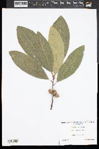 Quercus virginiana image