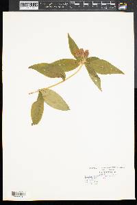 Gentiana andrewsii image