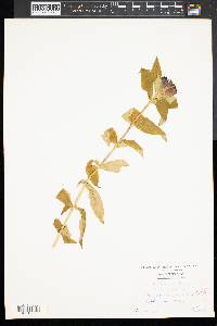 Gentiana andrewsii image