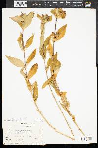 Gentiana clausa image