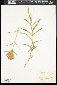 Gentiana linearis image