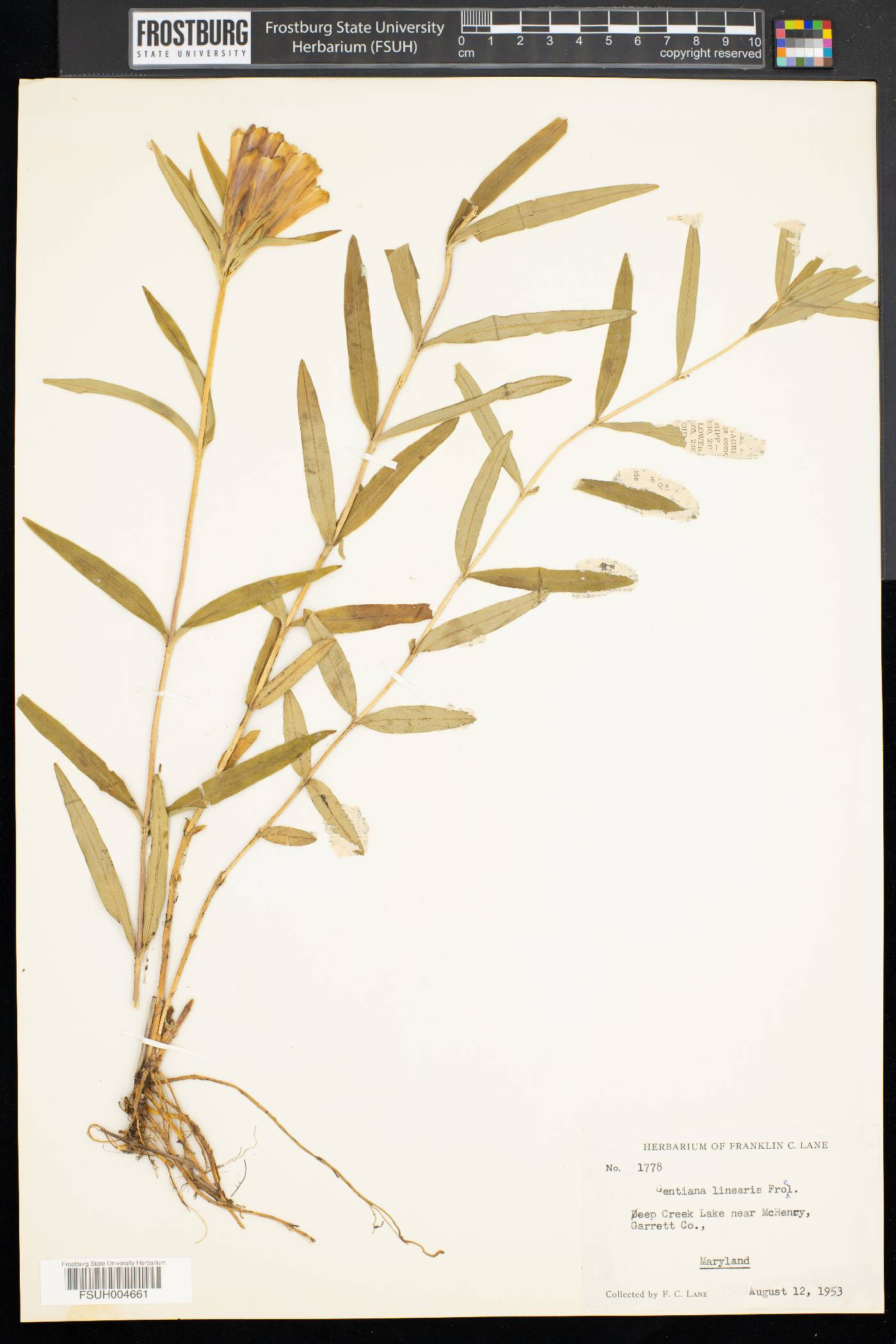 Gentiana linearis image
