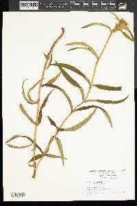 Gentiana linearis image