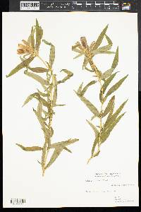 Gentiana linearis image