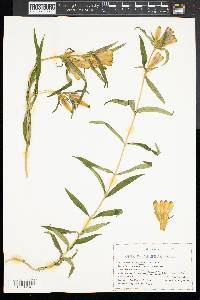 Gentiana linearis image