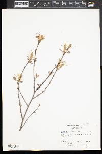 Fothergilla gardenii image